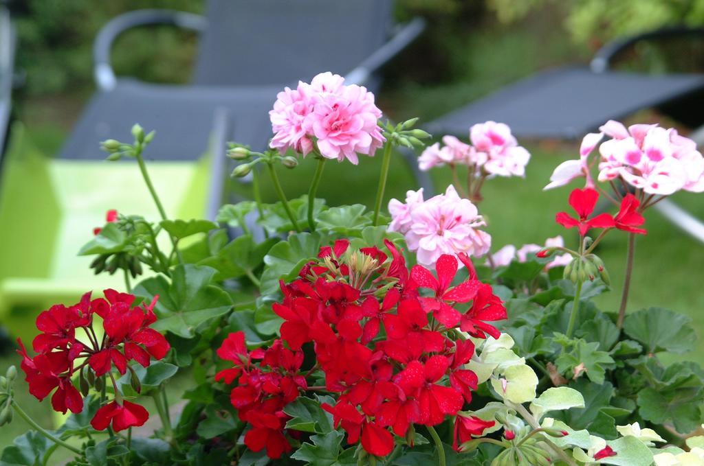 Appartement Le Jardin Lingolsheim Ruang foto